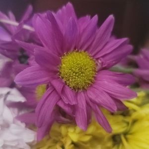 Meet your Posher, Ann